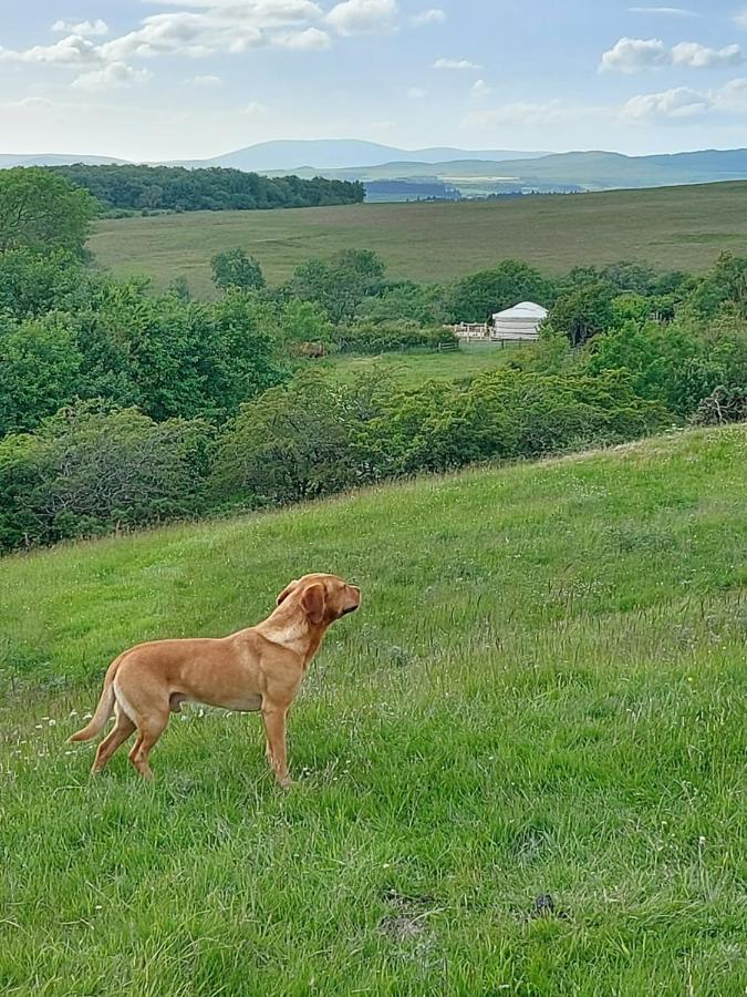 The Kites Rest At Castle Creavie Farm Hotell Kirkcudbright Eksteriør bilde